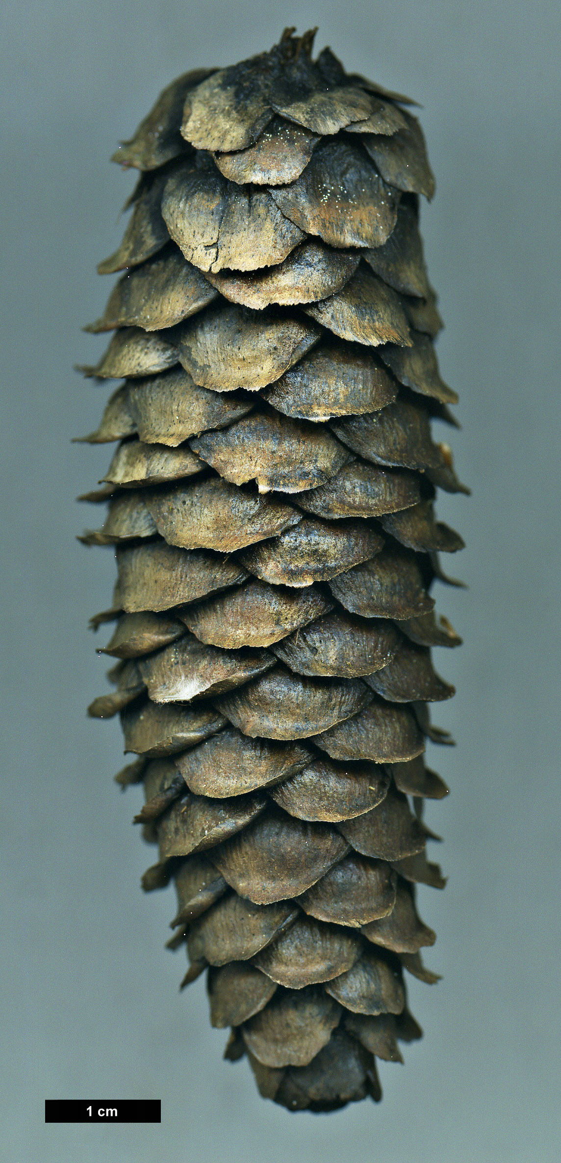 High resolution image: Family: Pinaceae - Genus: Picea - Taxon: alcoquiana - SpeciesSub: var. reflexa High resolution image: Family: Pinaceae - Genus: Picea - Taxon: alcoquiana - SpeciesSub: var. reflexa